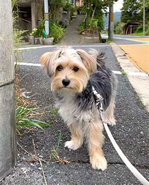 Maltese Terrier Mix: Info, Pictures, Facts, Traits, FAQs & More