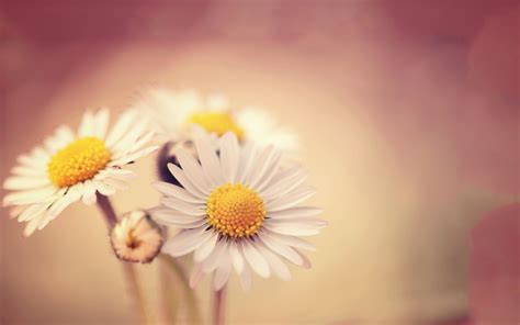 White Daisies Wallpapers | HD Wallpapers | ID #14308