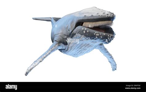 Whale anatomy, illustration Stock Photo - Alamy