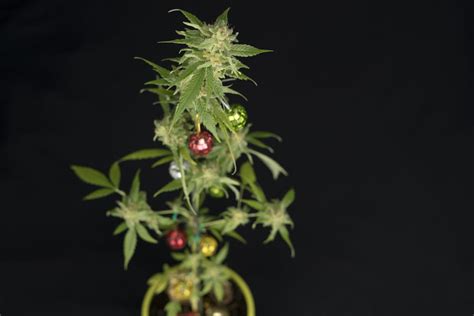 God’s Gift Cannabis Strain Review - Industrial Hemp Farms