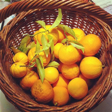 THE CABIN HOUSE: oranges