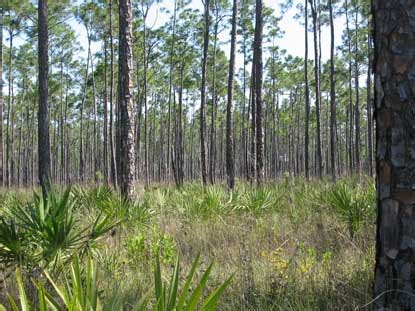 Pine Rocklands - Everglades National Park (U.S. National Park Service)