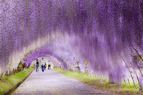 Japan's Wisteria Tunnels Are More Magical Than Its Cherry Blossoms | Curly Tales