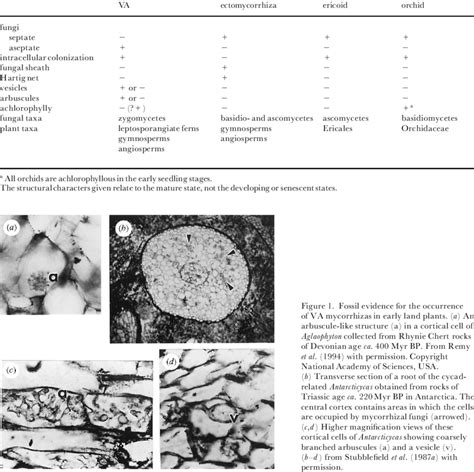 The characteristics of the four most widespread mycorrhizal types found... | Download Table