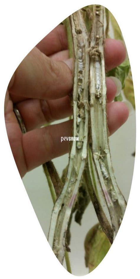 Fusarium on Cannabis, symptoms and treatment