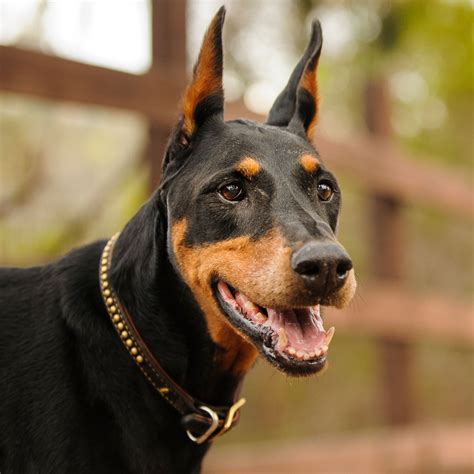 79+ Large All Black Dog Breeds - l2sanpiero