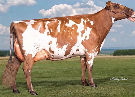 Pet Cows, Holstein Cows, Show Cattle, Dairy Cows, Cascadia, Bovine, Farm, Beef, Inspiration