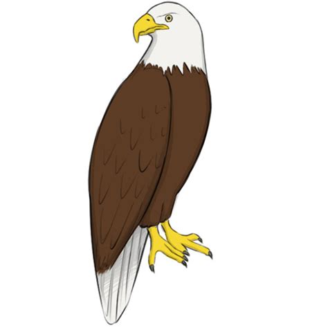 How to Draw an Eagle - Easy Drawing Art