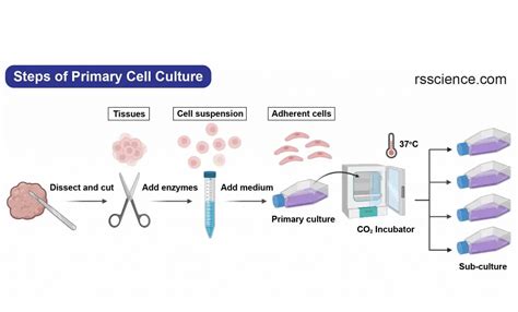 Cell Culture Basics – The Foundation of Biotechnology - Rs' Science