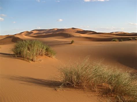 Erg Chebbi sandscape with desert grasses, Northern Sahara,… | Flickr