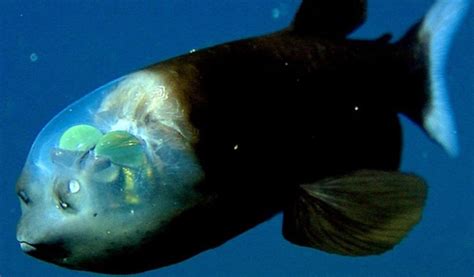 Barreleye Fish l Remarkable Head - Our Breathing Planet