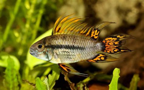 25 Indian Glassfish Tank Mates (With Pictures) - AquariumNexus