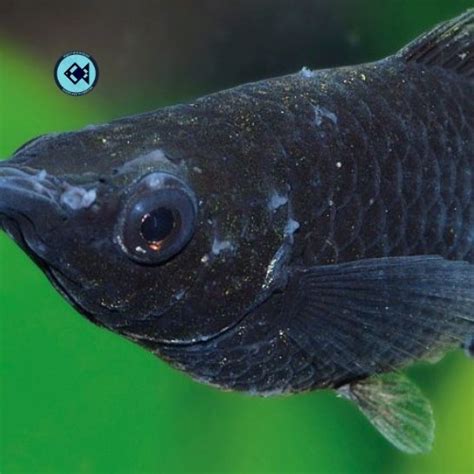 Molly Fish Diseases, Symptoms, Treatments | Aqua Products BD