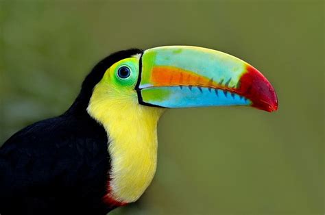 The rainbow billed toucan bird has a extended beak to get... by Amanda ...