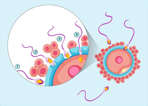 Reproduction process in human 418920 Vector Art at Vecteezy