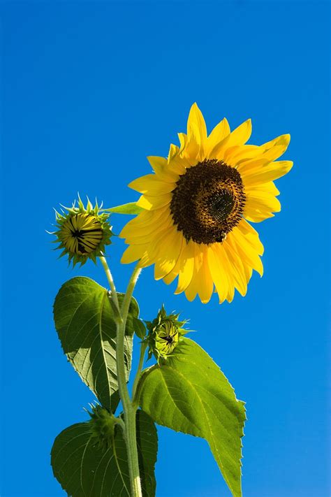 Garden Therapy: Sunflowers Are beautiful