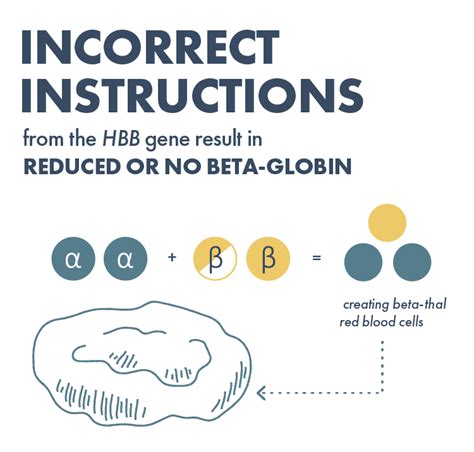Beta Thalassemia Causes | Understand Genetics & Inheritance