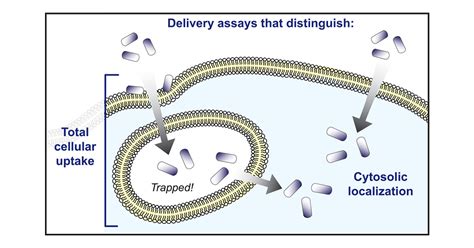 Trapped! A Critical Evaluation of Methods for Measuring Total Cellular Uptake versus Cytosolic ...