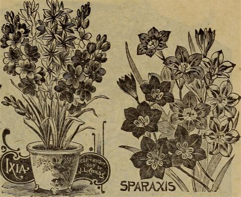 Image from page 26 of "Childs' fall bulbs fall plants fall… | Flickr