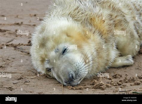 Grey Seal Pup Stock Photo - Alamy