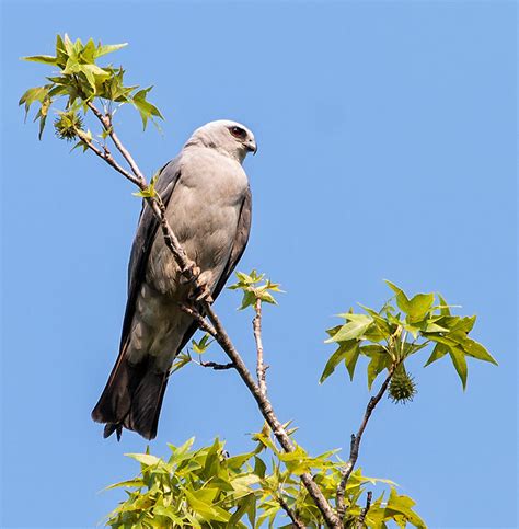 Mississippi Kite | The Audubon Birds & Climate Change Report