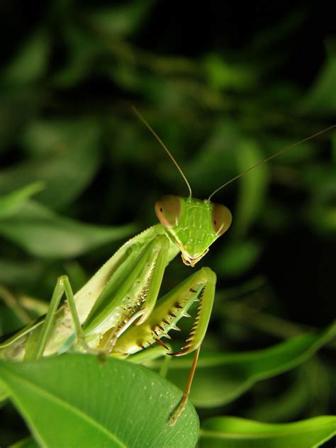 Green mantis Free Photo Download | FreeImages