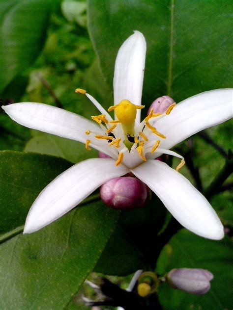 Free picture: white flower, lemon, yellow, long, pestle