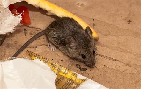 Jacksonville Homeowners Guide To Avoiding House Mice