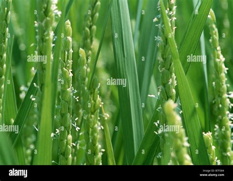 Flower of rice plant Stock Photo - Alamy