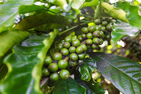Liberica Coffee – Origin & Biological Characteristics