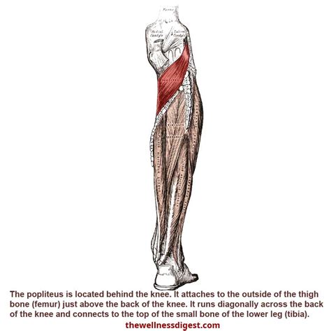 Popliteus Muscle Anatomy