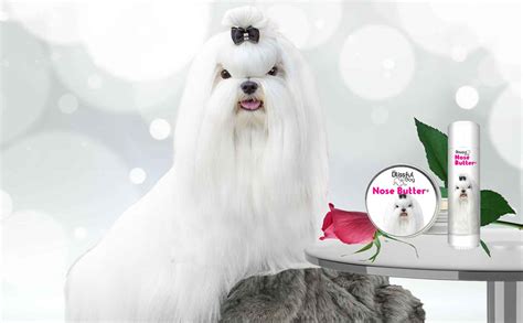 Maltese Grooming Supplies & Dog Skin Care Products - The Blissful Dog