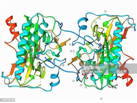 Methionine Structure Photos and Premium High Res Pictures - Getty Images