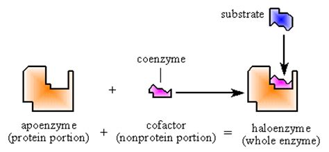 BIOCHEMISTRY