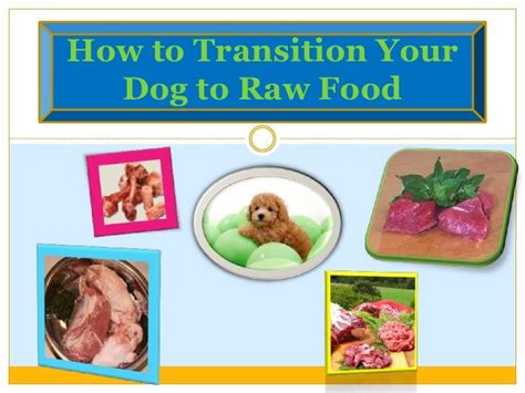 How to Transition Your Dog to Raw Food