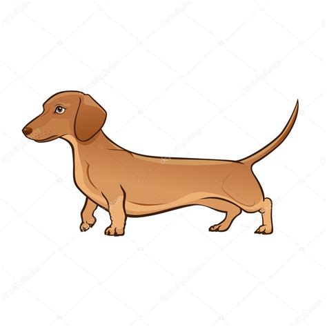 Light Brown Dachshund. Dog vector illustration Stock Vector Image by ...