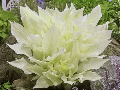 Hosta, White Feather - Campbell's Nursery