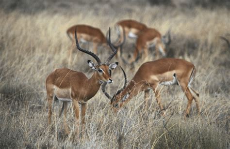 Antelope - Ten Random Facts