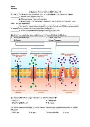 Active and Passive Transport - Worksheet | Printable and Distance Learning | Teaching Resources