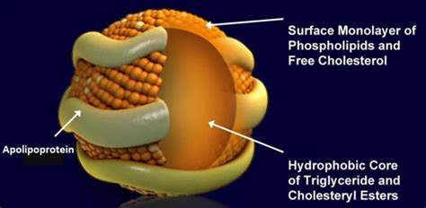 Lipoprotein function, types, lipoprotein-a test and lipoprotein lipase function