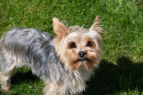 How Big Is A Full Grown Yorkie