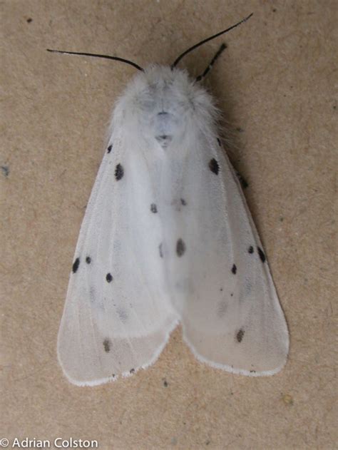 A Muslin Moth – A Dartmoor blog