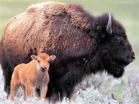 Bison With Calf - DesiComments.com