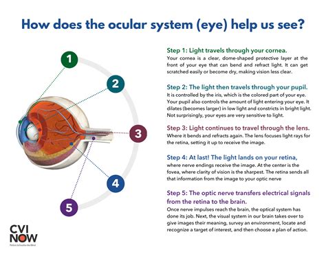 How the eyes work – Perkins School for the Blind