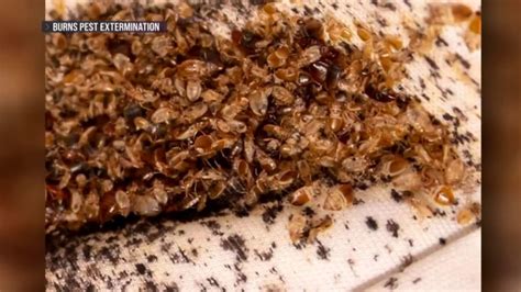 Bed bug infestation sweeps Paris with concerns the pests will spread beyond France