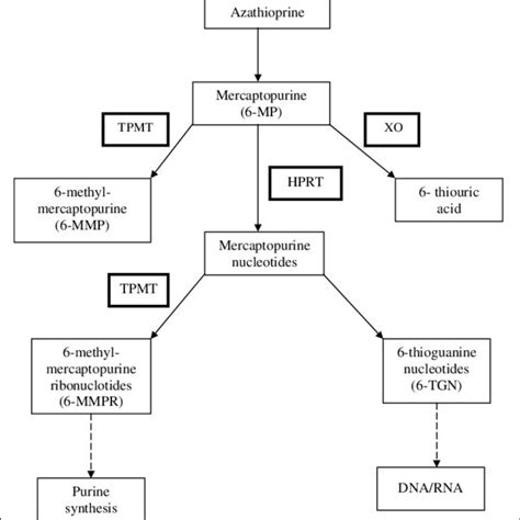 (PDF) Thiopurine Methyltransferase Enzyme Activity Determination before Treatment of ...