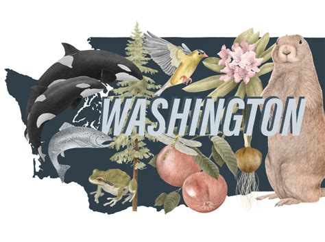 Washington state symbols by Stacy Hsu on Dribbble