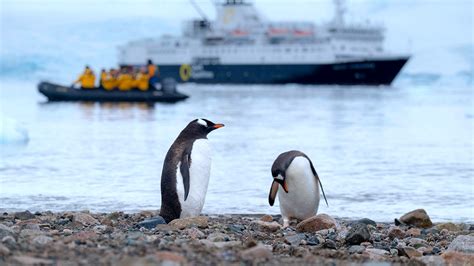 Antarctica’s Tourism Boom Could Be Stressing Out Penguins | College of ...