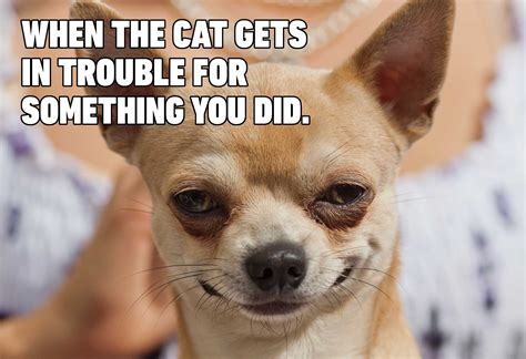 Adorable Funny Chihuahua Memes Clean - l2sanpiero