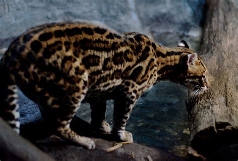 12 Facts About the Beautiful Ocelot Cat | Leszer